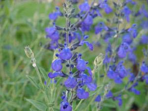 Happy Hybrid Surprises from Salvia greggii and microphylla